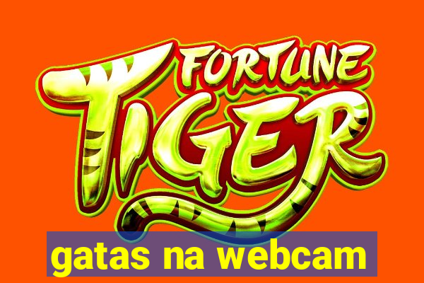 gatas na webcam